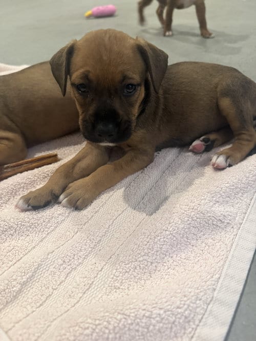 Photo of Dandelion, adoptable Staffordshire Bull Terrier in The Woodlands, Texas