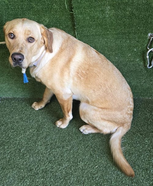 Photo of Teddy, adoptable Golden Retriever in Lancaster, California
