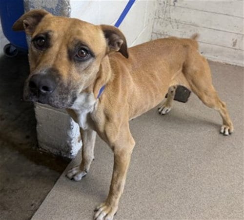Photo of Harper, adoptable Pit Bull Terrier in San Bernardino, California