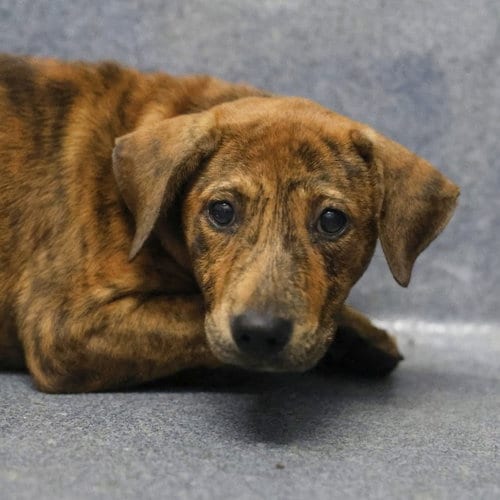 Photo of Pinky, adoptable Plott Hound in San Antonio, Texas