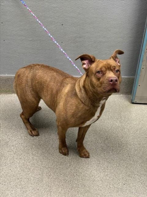 Photo of Princess, adoptable Pit Bull Terrier in Las Vegas, Nevada