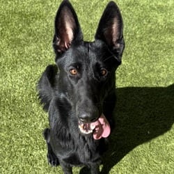 Photo of Fierce 2026, adoptable German Shepherd Dog in Loxahatchee, Florida