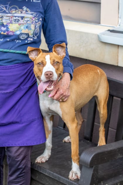 Photo of Jeanks - IN FOSTER, adoptable dog in Chamblee, Georgia