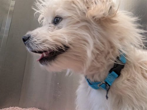 Photo of Ride, adoptable Poodle (Miniature) in Denver, Colorado