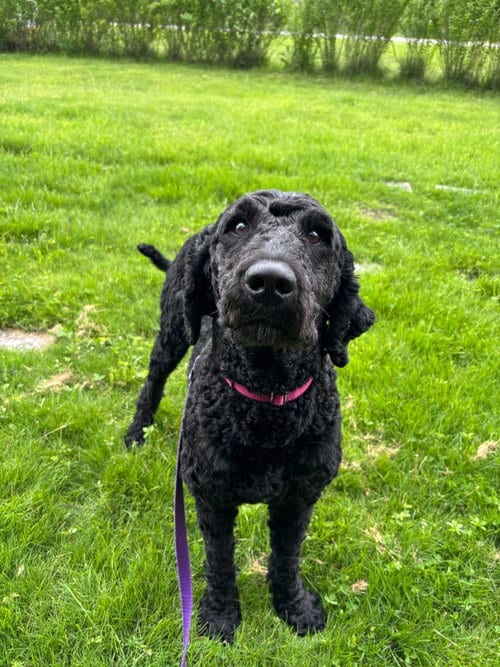 Photo of Elvis, adoptable Labrador Retriever in Muskegon, Michigan