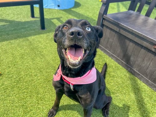 Photo of Tessa, adoptable Labrador Retriever in Orange, California