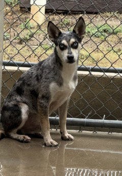 Photo of Zorro (Zozo), adoptable Catahoula Leopard Dog in Killeen, Texas