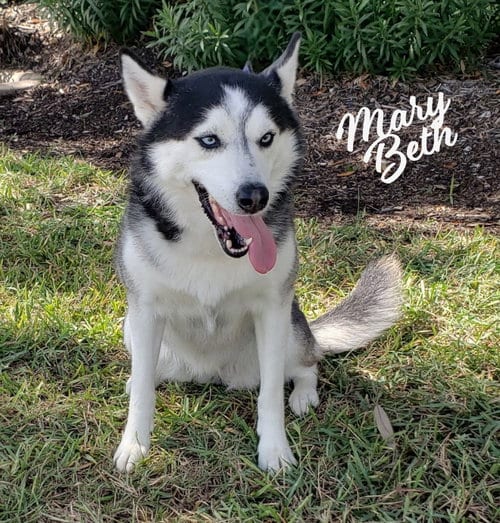 Photo of Mary Beth #ms-congeniality, adoptable Siberian Husky in HOUSTON, Texas
