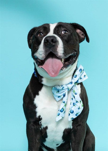 Photo of Pepsi, adoptable American Staffordshire Terrier in Fort Lauderdale, Florida