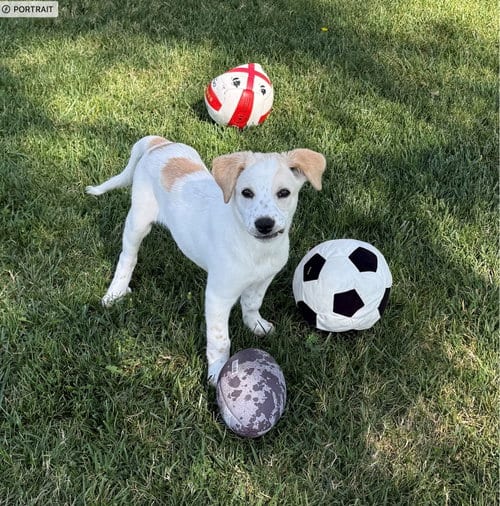 Photo of Misty, adoptable Unknown breed in Rancho Santa Fe, California