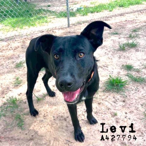 Photo of Levi, adoptable Labrador Retriever in Conroe, Texas
