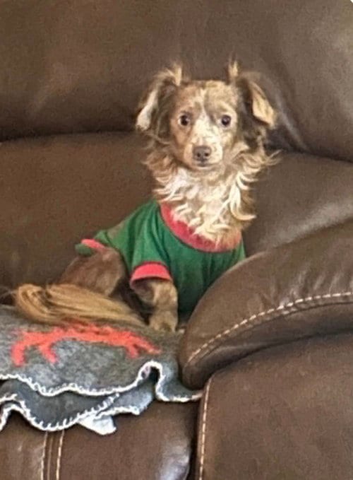 Photo of Little Man, adoptable Chihuahua in Columbia, Tennessee