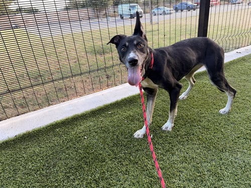 Photo of Jitter, adoptable Siberian Husky in Garland, Texas