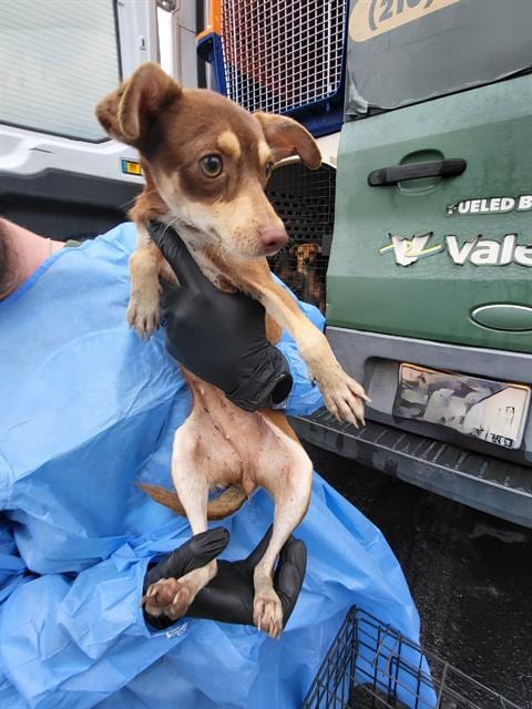 Photo of Flora, adoptable Terrier in San Antonio, Texas