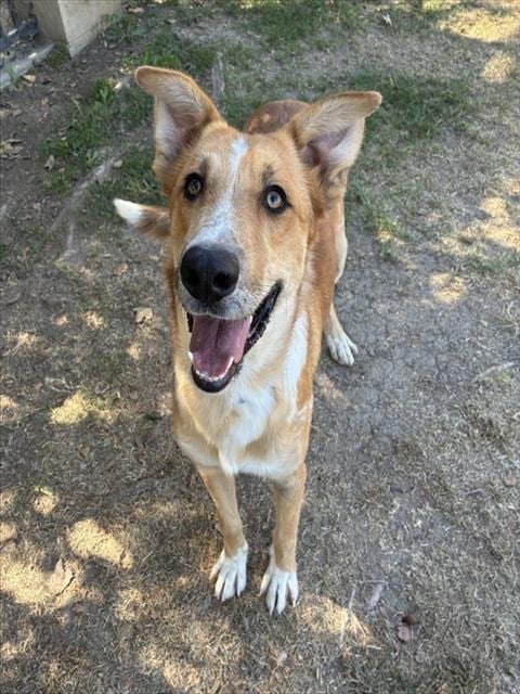Photo of Marcus, adoptable German Shepherd Dog in Riverside, California