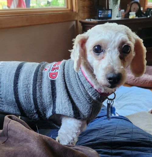 Photo of Andi, adoptable Poodle (Miniature) in Pittsboro, North Carolina