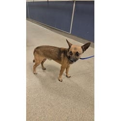 Photo of Chico, adoptable Chihuahua in Doral, Florida
