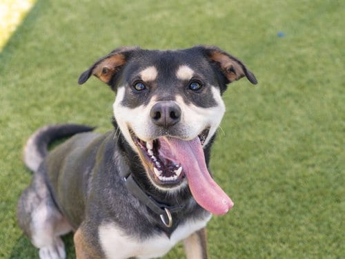 Photo of Morris, adoptable Siberian Husky in Martinez, California