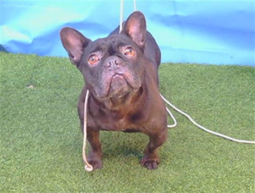 Photo of Sparkles, adoptable French Bulldog in Gardena, California