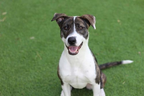Photo of June Bug, adoptable American Pit Bull Terrier in Grand Prairie, Texas