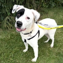 Photo of Dottie, adoptable Mixed Breed (Medium) in Frederick, Maryland