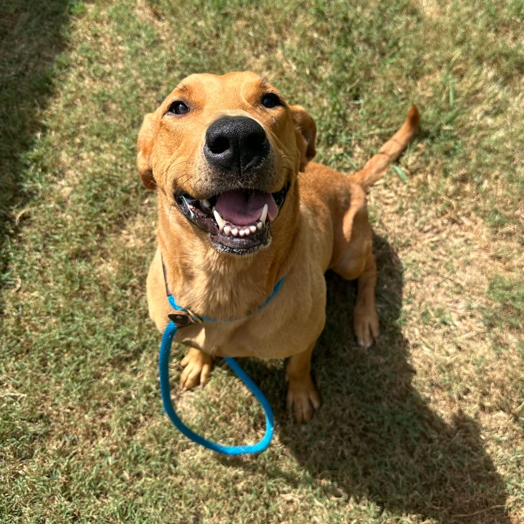 Photo of Little Lady, adoptable Mixed Breed (Large) in Chattanooga, Tennessee
