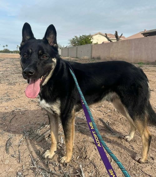 Photo of Fred, adoptable Shepherd in El Centro, California