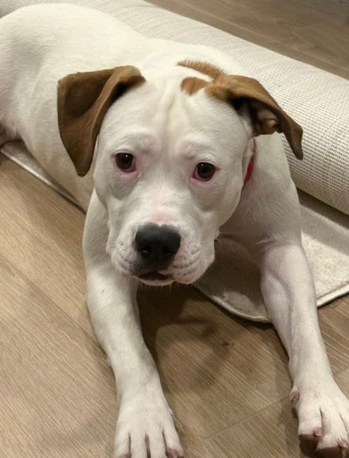 Photo of Pearl - Pitty, adoptable Terrier in Seattle, Washington