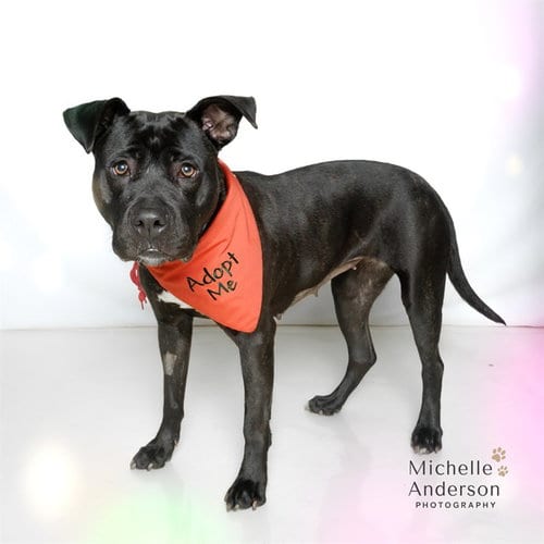 Photo of Hazel, adoptable Pit Bull Terrier in Corona, California