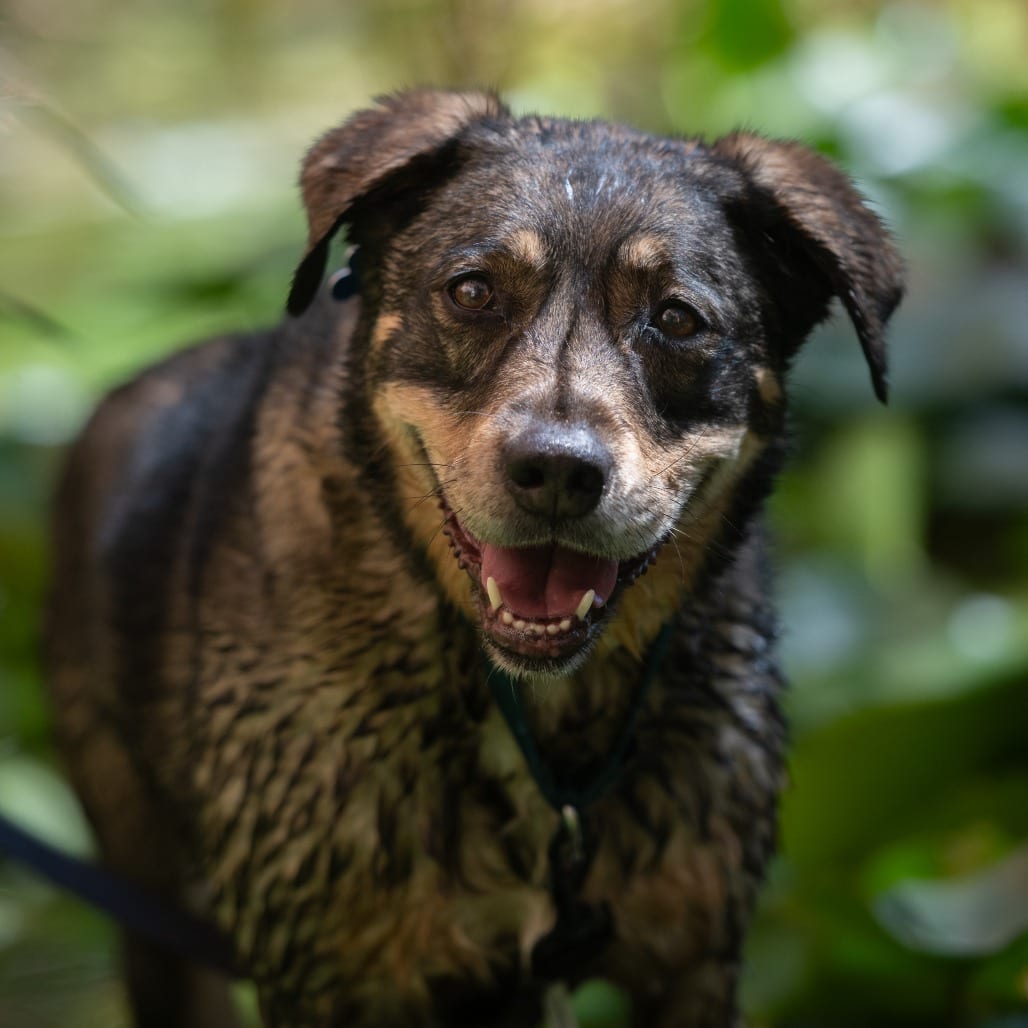 Photo of Dundee, adoptable Shepherd / Mix in Kanab, Utah