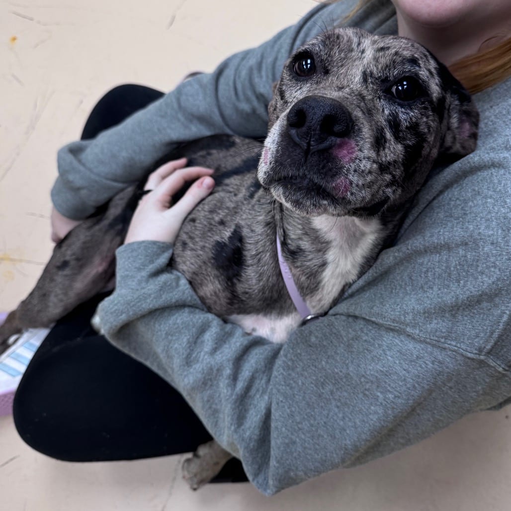 Photo of Pink Starburst, adoptable Mixed Breed (Medium) in Winston-Salem, North Carolina