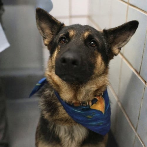 Photo of Gertrude, adoptable Belgian Shepherd Malinois in San Antonio, Texas