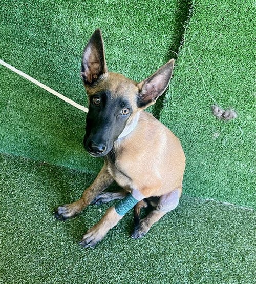 Photo of Baby Cakes, adoptable Belgian Shepherd Malinois in Lancaster, California