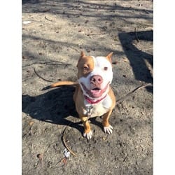 Photo of Radio, adoptable Mixed Breed (Medium) in Georgetown, Delaware