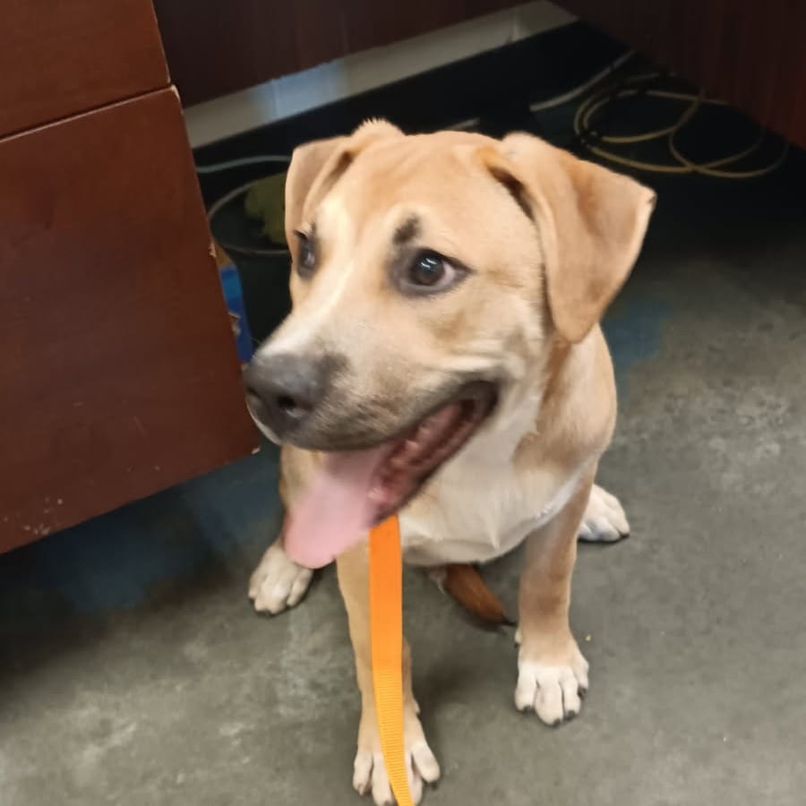 Photo of Juan, adoptable Mixed Breed (Medium)