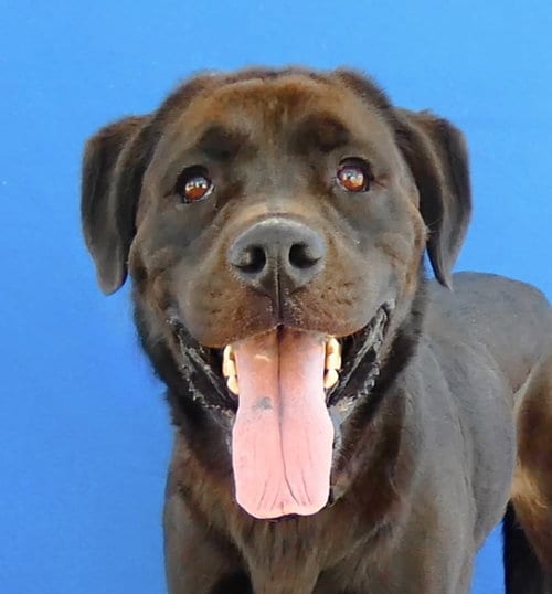 Photo of Panther, adoptable Labrador Retriever in Pasadena, California