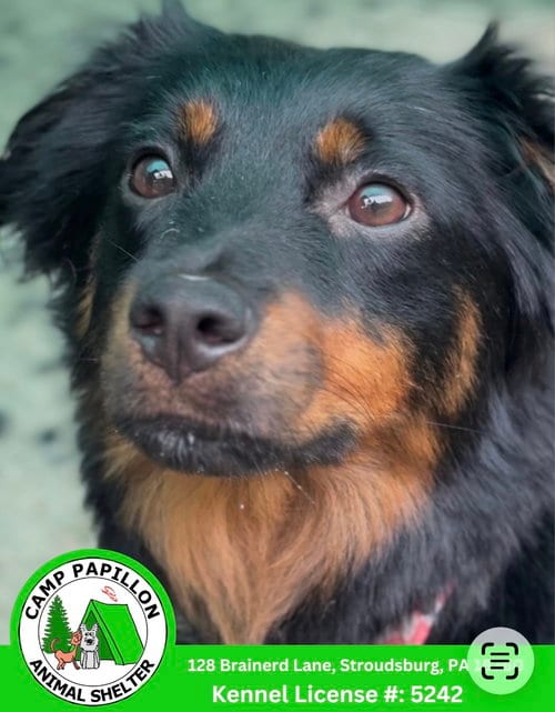 Photo of McQueen, adoptable Australian Shepherd in Stroudsburg, Pennsylvania