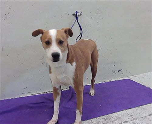 Photo of Mace, adoptable Labrador Retriever in Houston, Texas