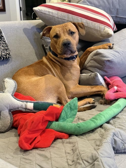 Photo of Graham, adoptable American Pit Bull Terrier in Forest Hill, Maryland