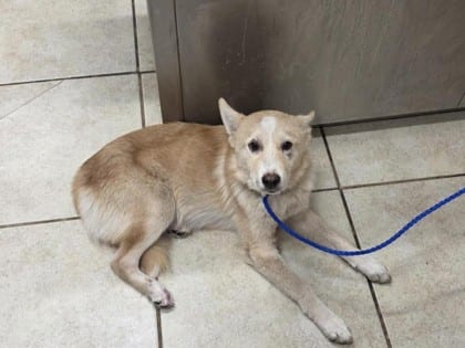 Photo of Blaine, adoptable dog in Georgetown, Texas