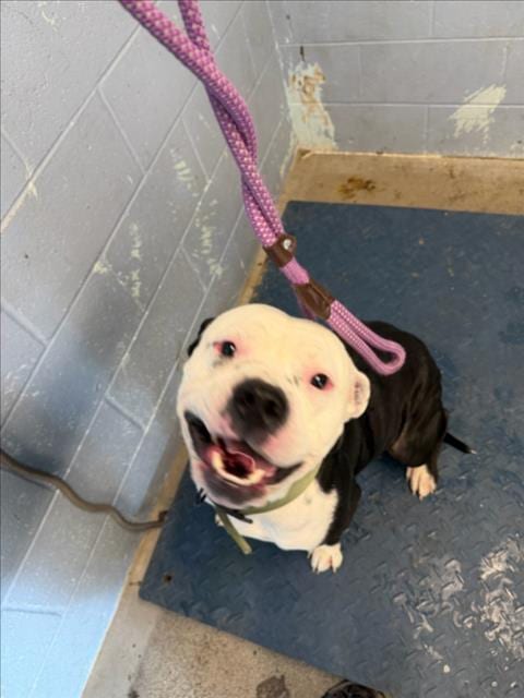 Photo of Tobias, adoptable American Bulldog in Woodland, California