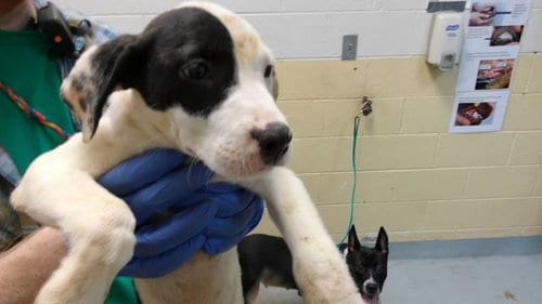 Photo of Star Fish, adoptable Labrador Retriever in Tulsa, Oklahoma