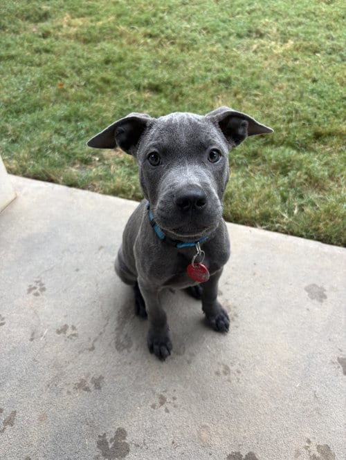 Photo of Edwin, adoptable Pit Bull Terrier in Nashville, Tennessee