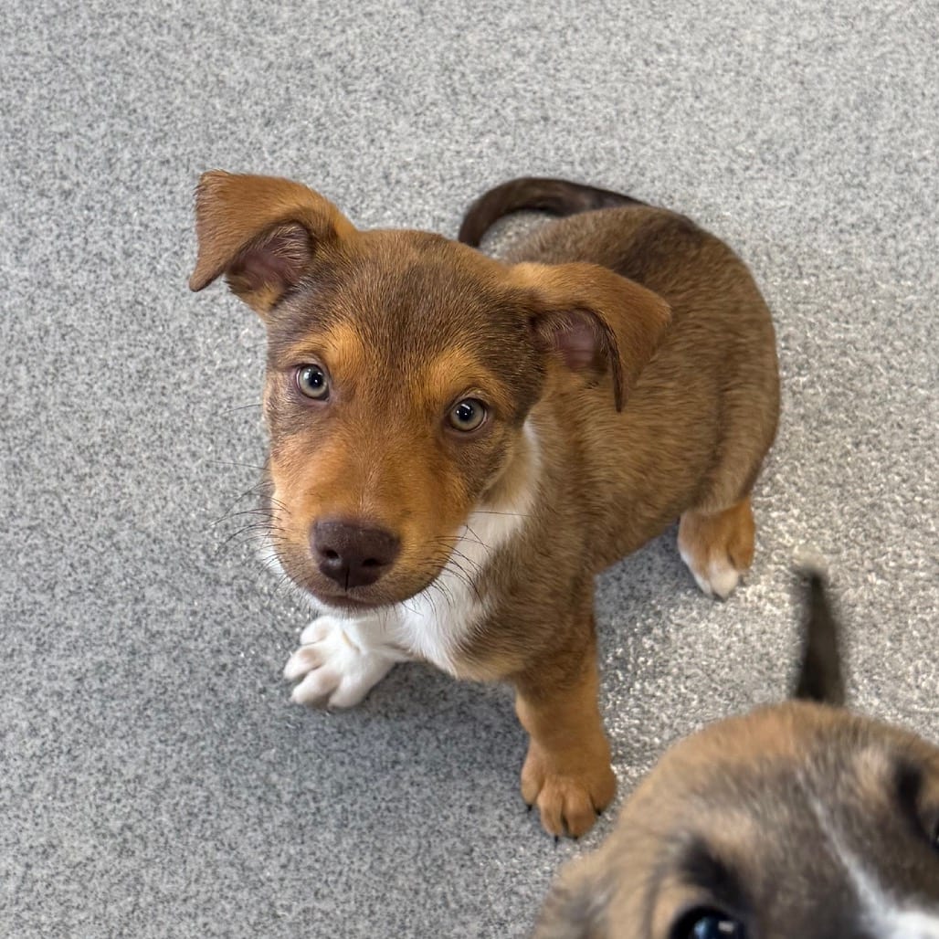 Photo of Fangula, adoptable Mixed Breed (Large) in Martinsville, Virginia