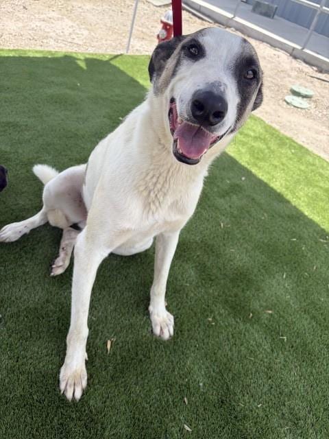 Photo of Cameron, adoptable Labrador Retriever in San Bernardino, California