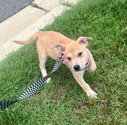 Photo of Lula, adoptable Terrier, Pit Bull/Mix in Annapolis, Maryland