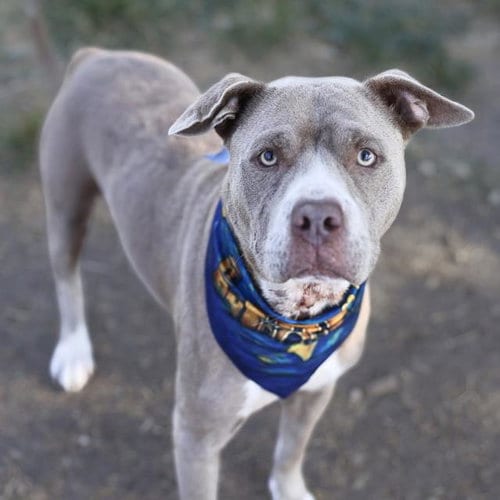 Photo of Caroline May, adoptable American Staffordshire Terrier in San Antonio, Texas