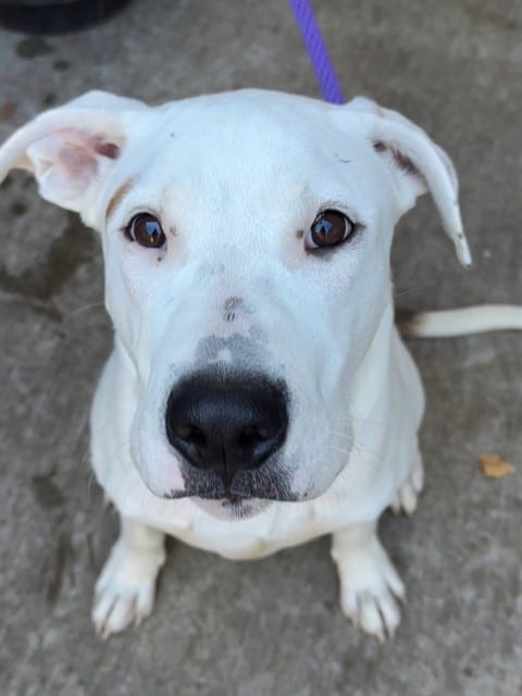 Photo of Sorting Hat, adoptable Labrador Retriever mix in Chicago, Illinois