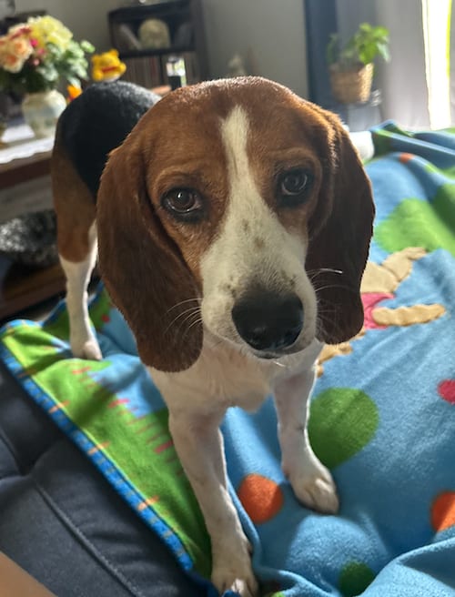 Photo of Dixie Carter, adoptable Beagle in Tampa, Florida
