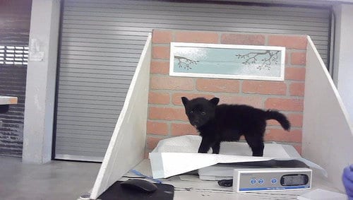 Photo of A2094051, adoptable Husky in Houston, Texas